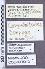 Etiketten zu Corymbitodes corybas (Gurjeva, 1982) (NHMW-ZOO-COL-0008313)